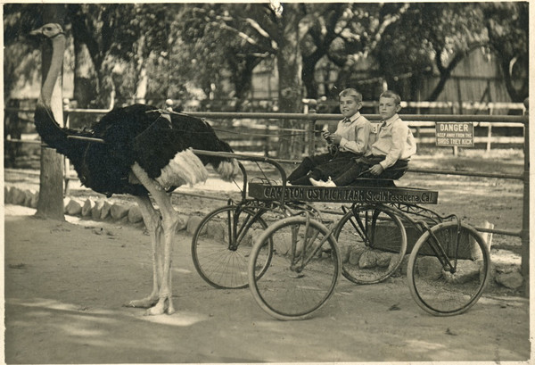 Another photo, taken about 1916, of two boys at the ostrich farm.