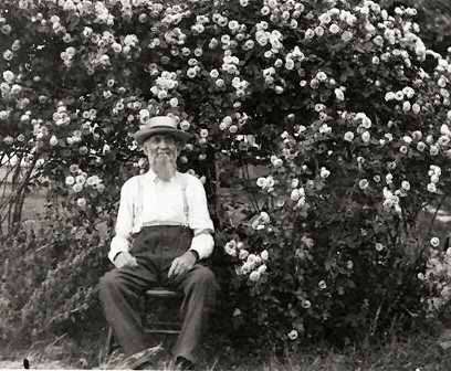 M. A. Blackledge with rose bush