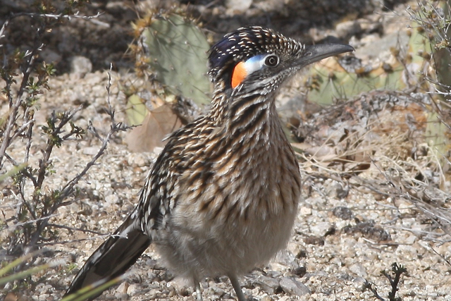 Roadrunner #2