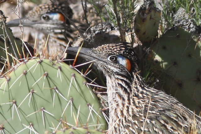 Roadrunner #3