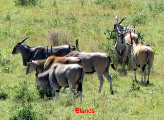 elands